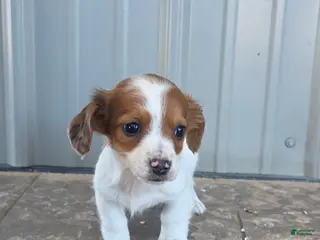 Miniature Dachshund dogs for sale: Rose - Ad 2