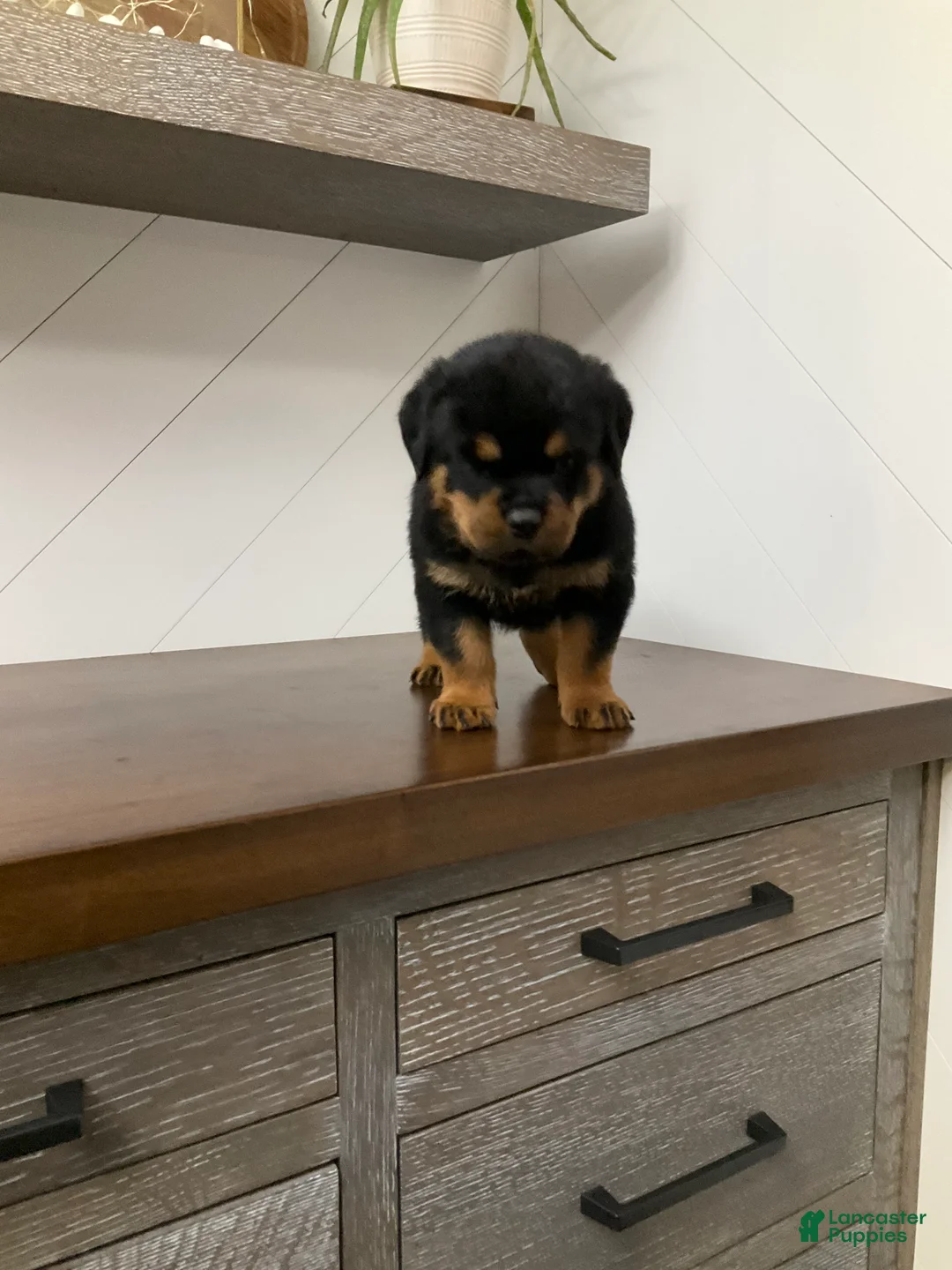 Rottweiler dogs for sale: Rottweiler Puppy 3 - Ad 8
