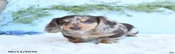 Miniature Dachshund dogs for sale: Kane - Ad 5