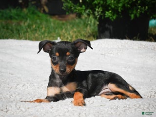 Chihuahua dogs - Ad 7