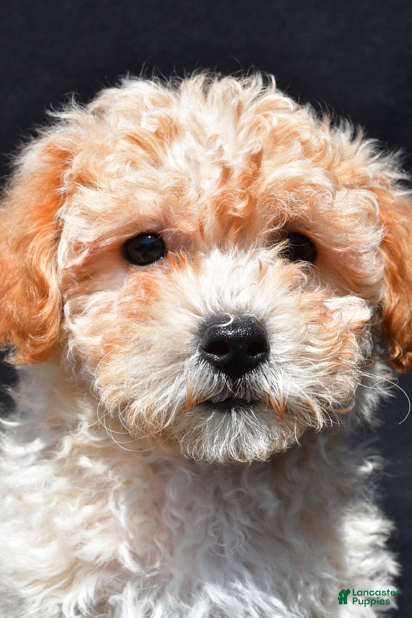 Shihpoo dogs Penny - Ad 1