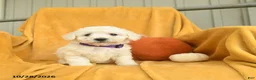 Bichon Frise dogs for sale: Harlow  - Ad 4