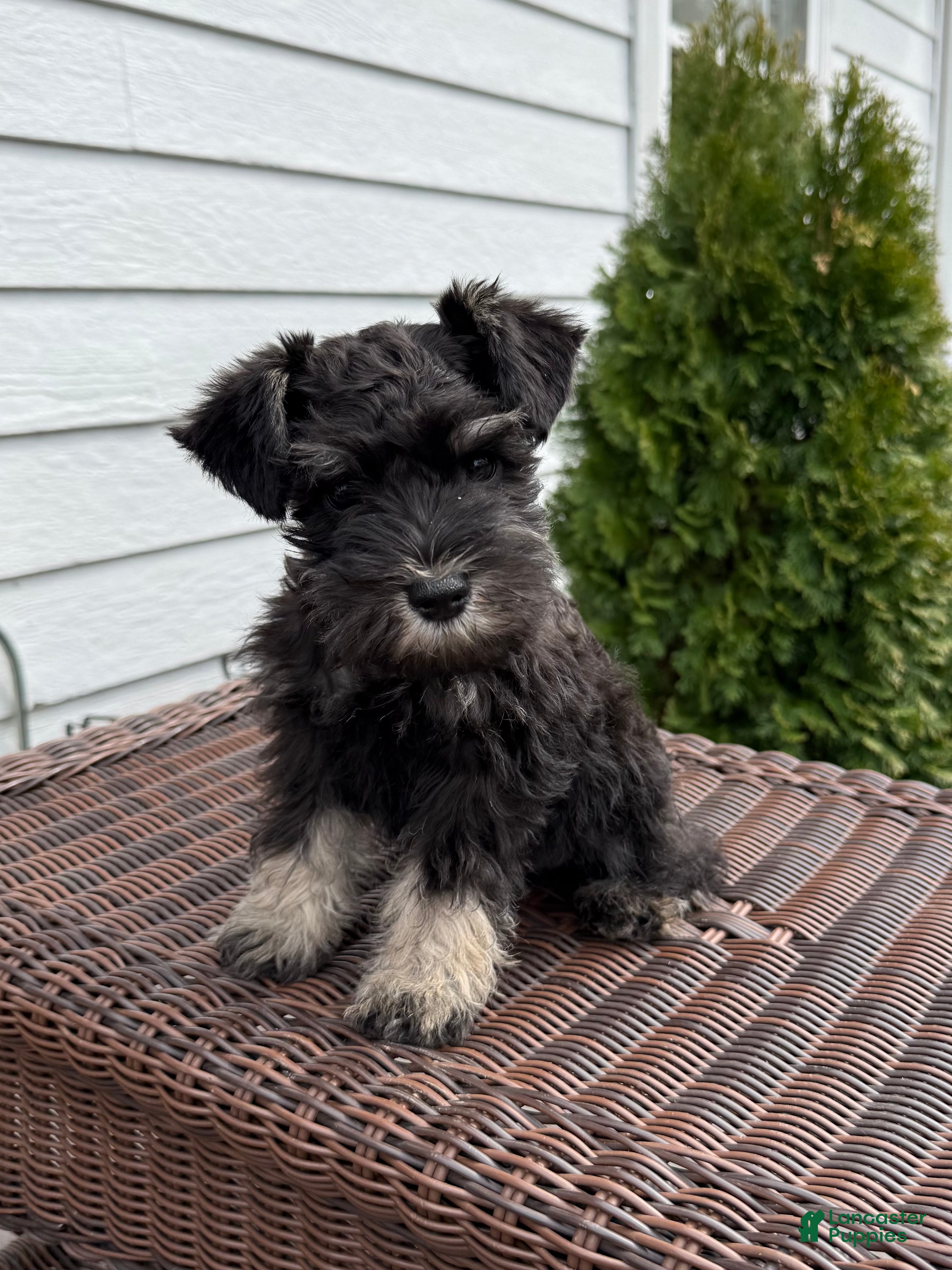 Miniature Schnauzer dogs Buck - Ad 5