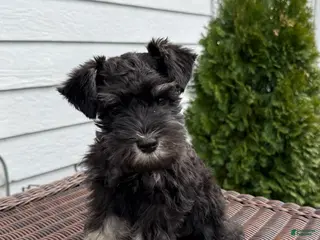 Miniature Schnauzer dogs Buck - Ad 1
