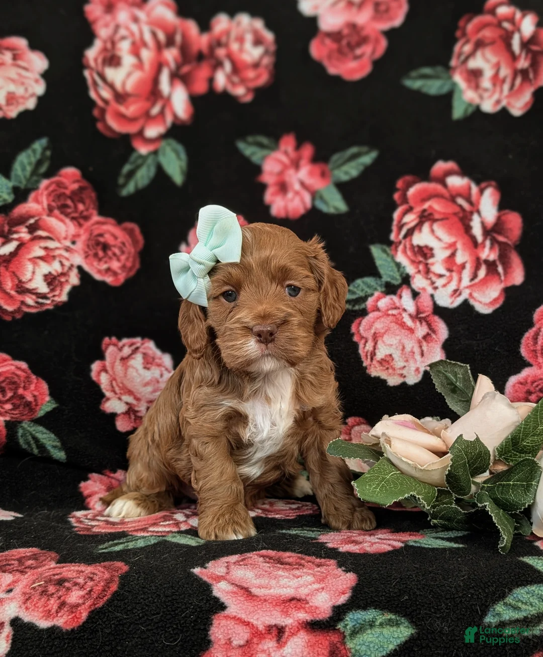 Cockapoo dogs for sale: Hailie - Ad 3