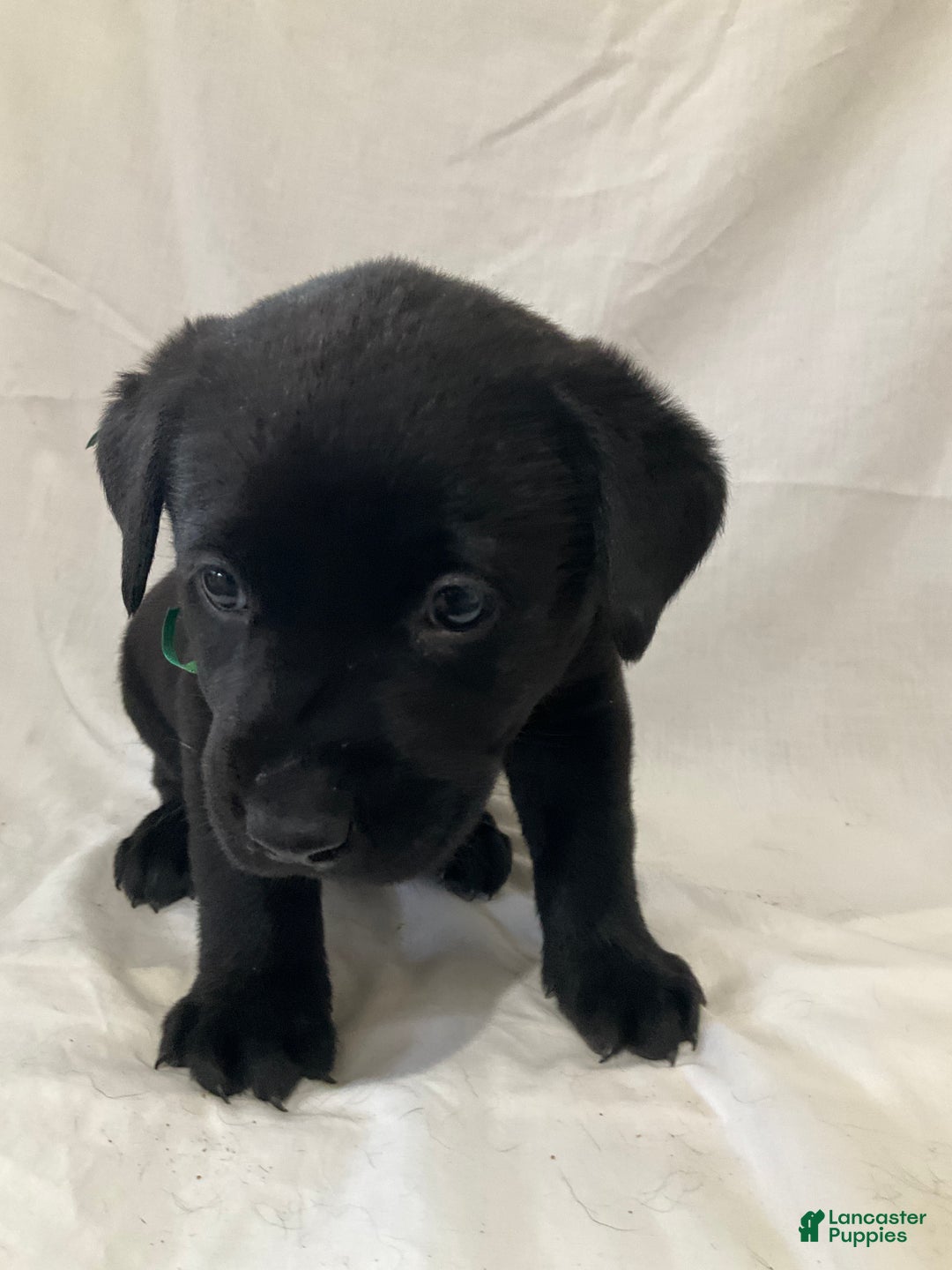 Labrador Retriever dogs for sale: Silas - Ad 4