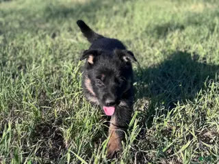 German Shepherd dogs for sale: Puppy 6 - Ad 2