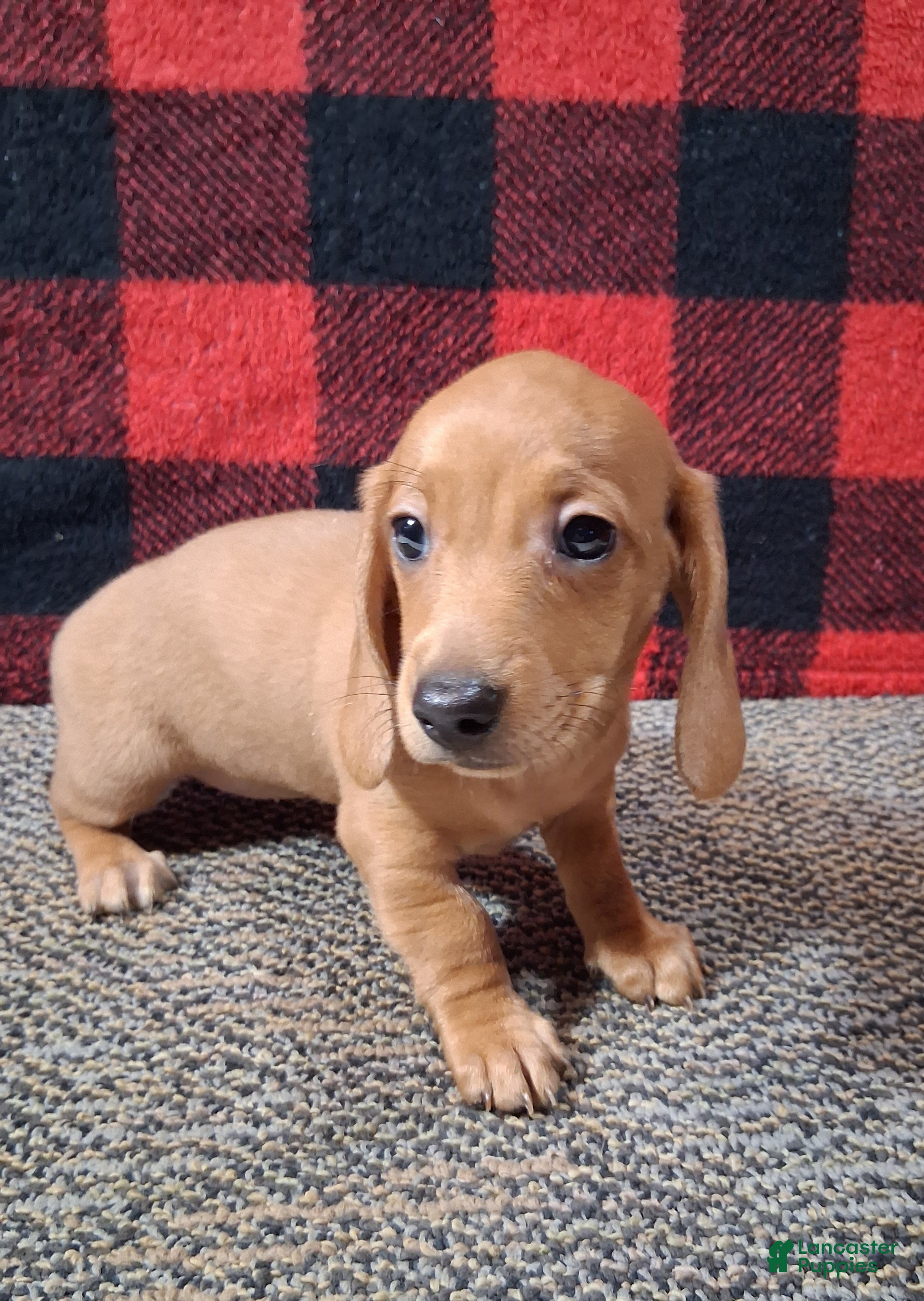 Miniature Dachshund dogs Nevaeh - Ad 42