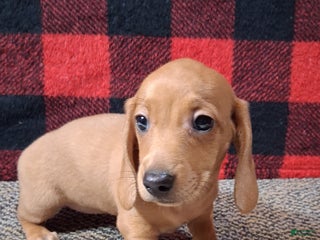 Miniature Dachshund dogs Nevaeh - Ad 10