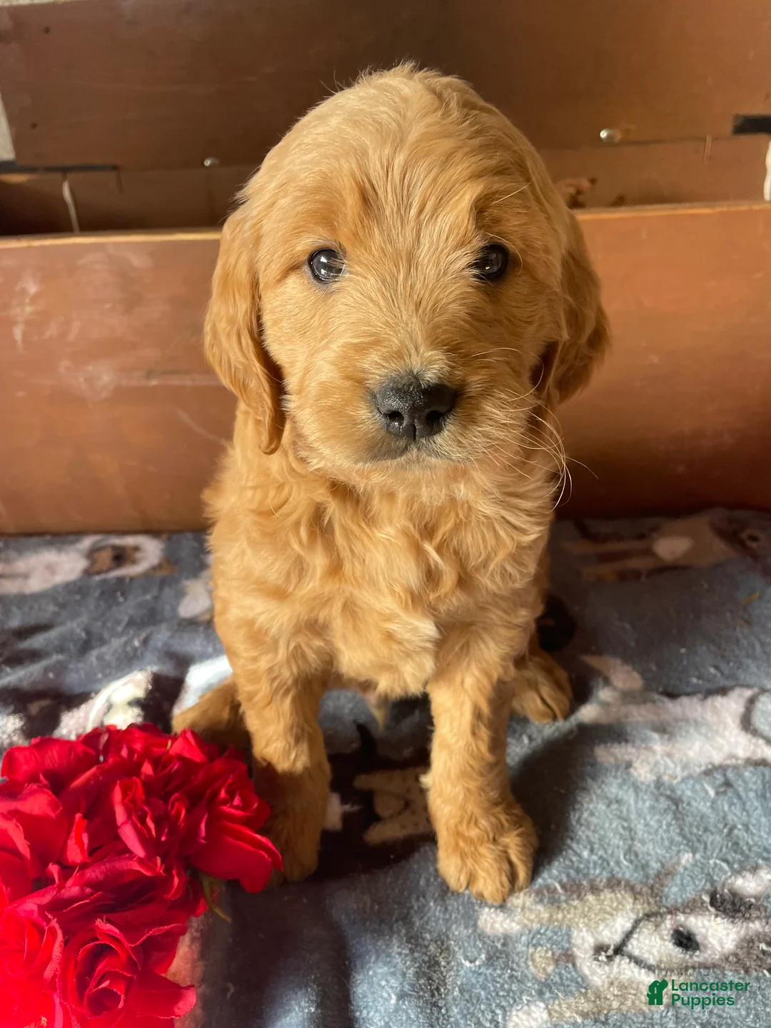 Mini Goldendoodle dogs for sale: Wrigley - Ad 1