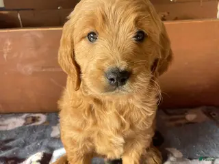 Mini Goldendoodle dogs Wrigley - Ad 36