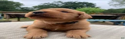 Golden Retriever dogs for sale: Indie - Ad 3