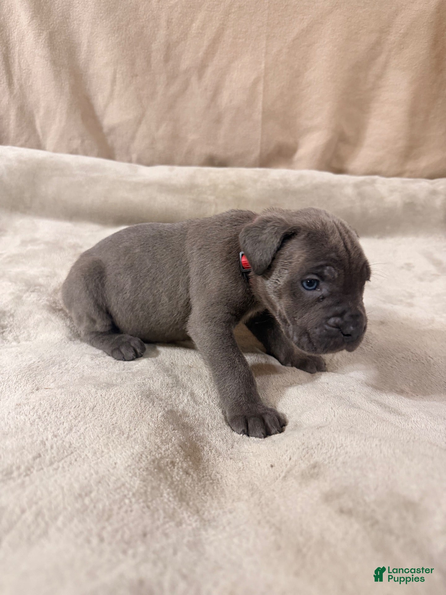 Cane Corso dogs Red - Ad 1