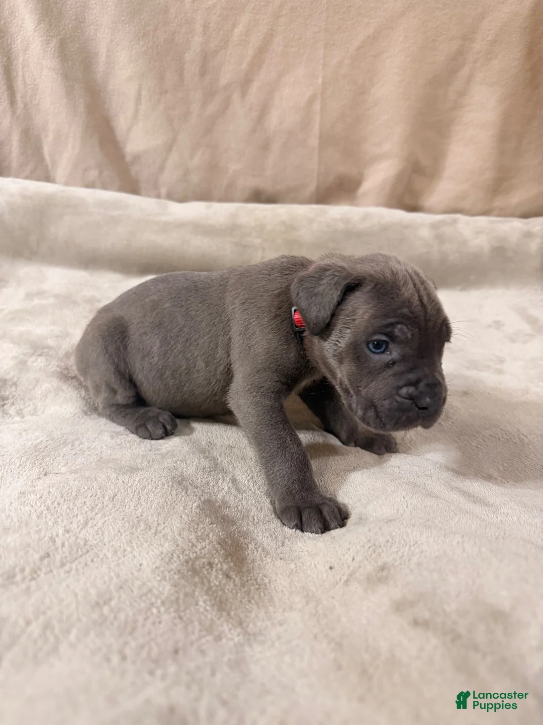 Cane Corso dogs for sale: Red - Ad 1