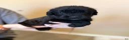 Mixed Breed dogs for sale: Noodle - Ad 3