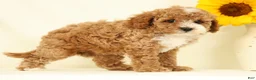 Cavapoo dogs for sale: Maggie - Ad 4