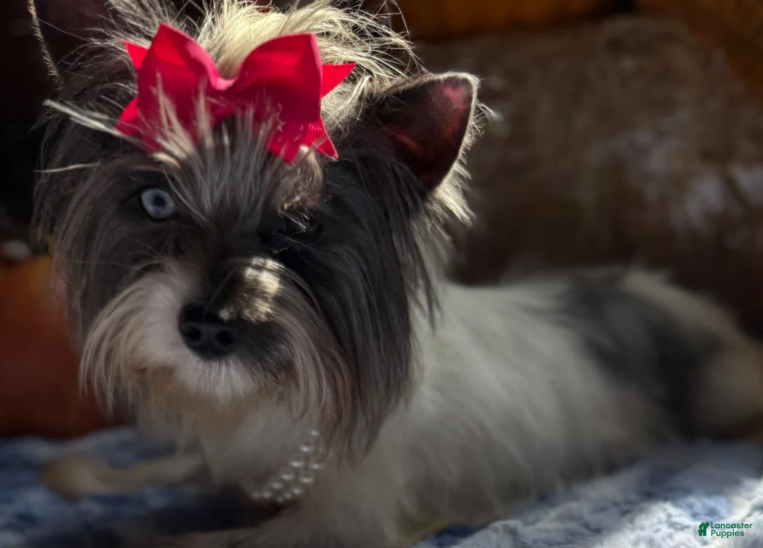 Yorkshire Terrier dogs for sale: Yorkshire Terrier Puppy 1 - Ad 4