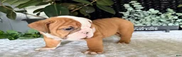 English Bulldog dogs for sale: Mikey - Ad 3