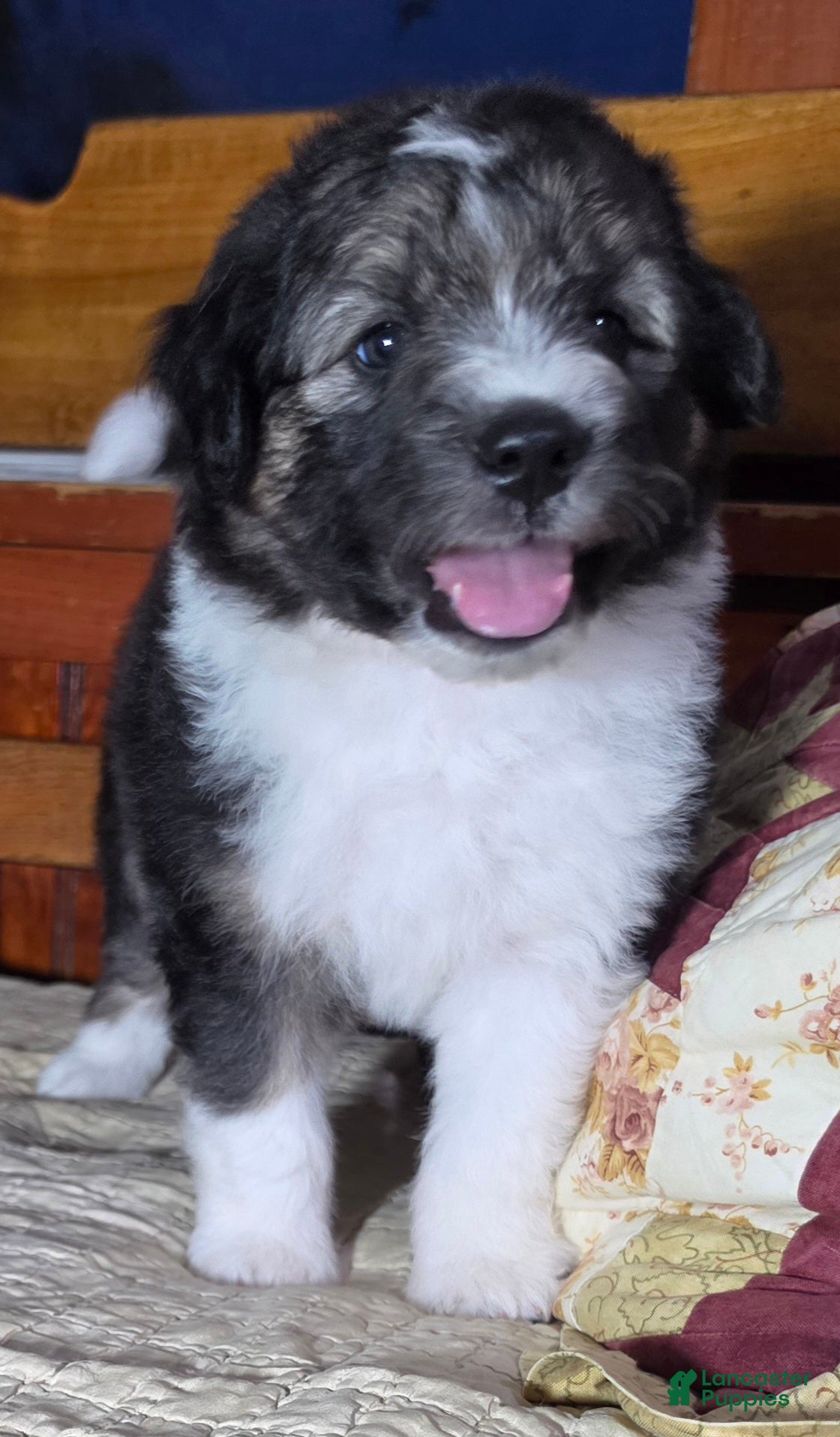 Aussiedoodle dogs KEEPER - Ad 24