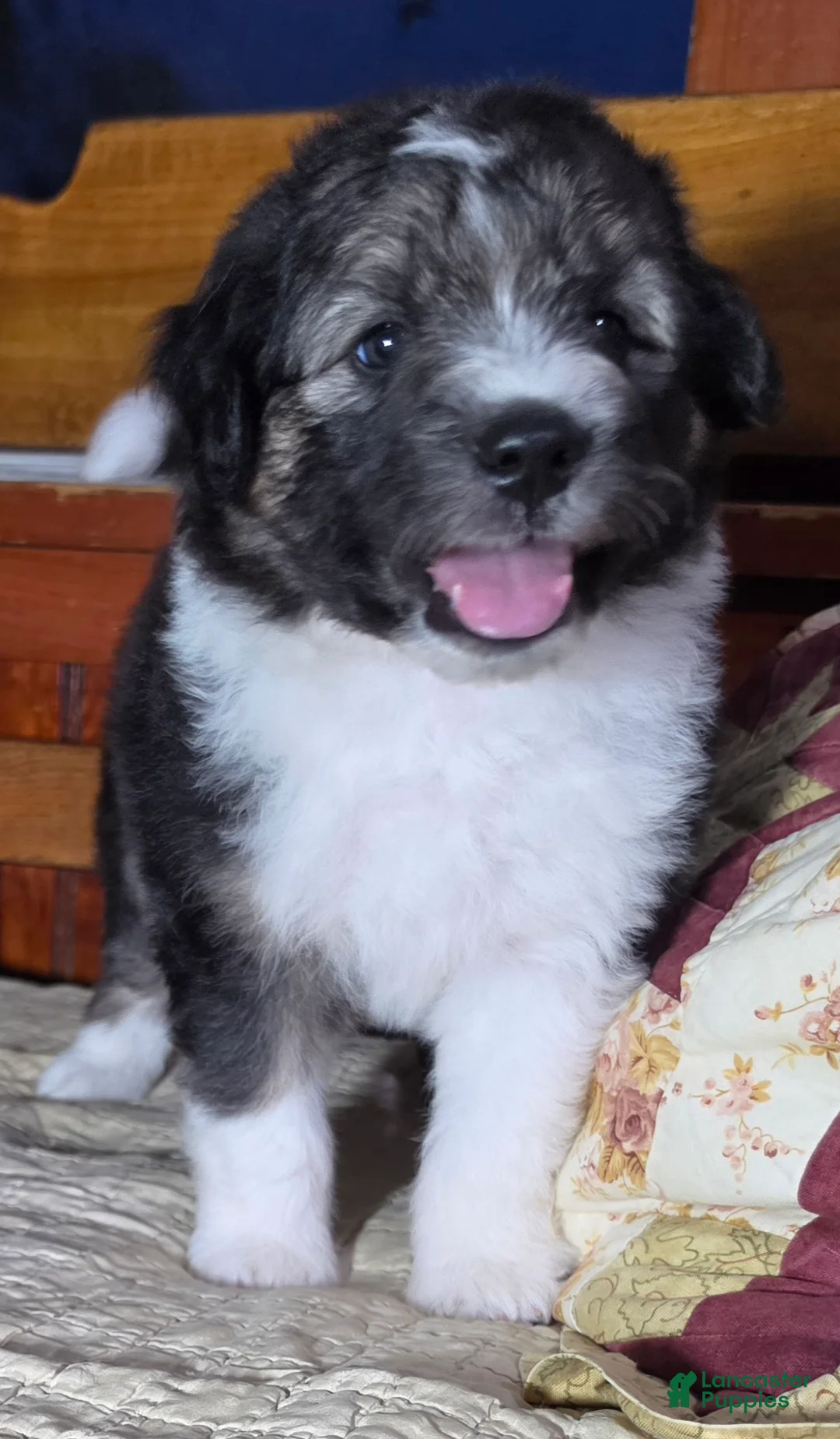 Aussiedoodle dogs for sale: KEEPER - Ad 1
