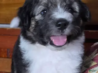 Aussiedoodle dogs KEEPER - Ad 24