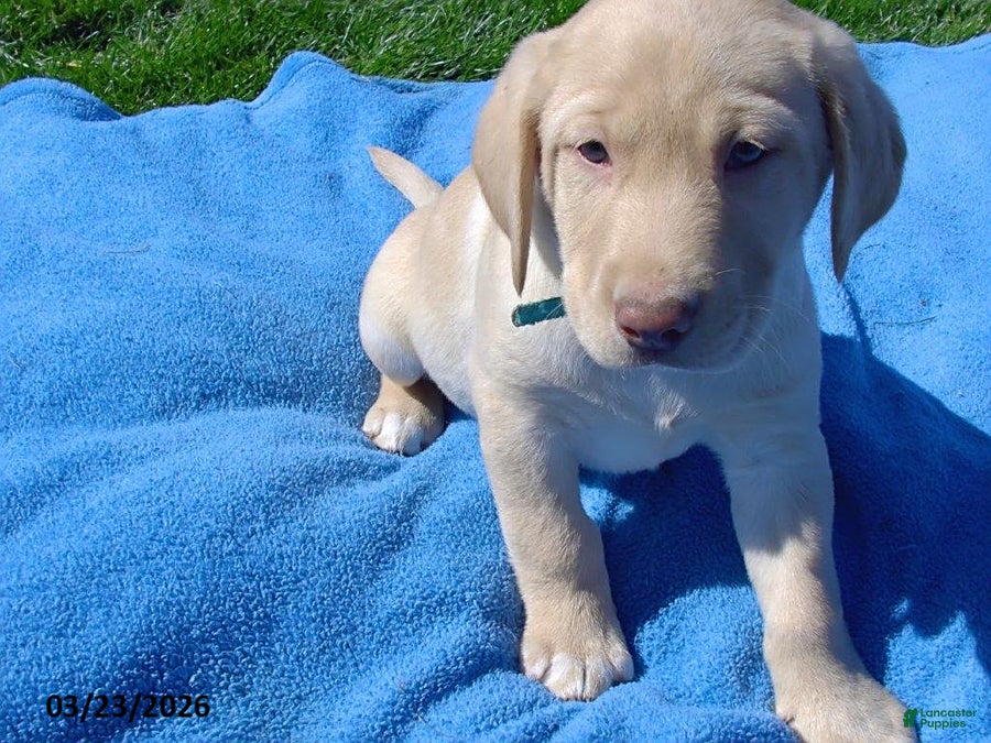 Labrador Retriever dogs Bear - Ad 2