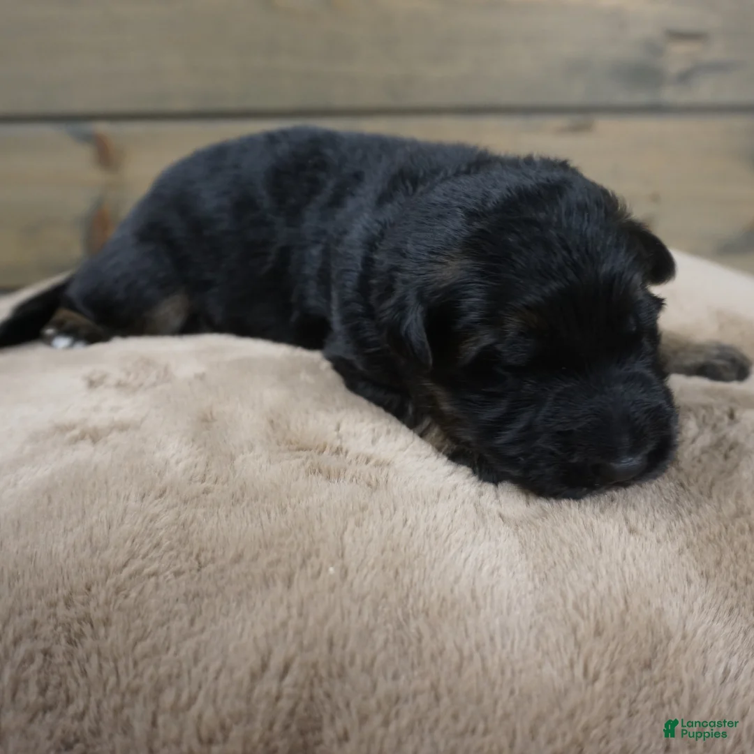 German Shepherd dogs for sale: Coast - Ad 9