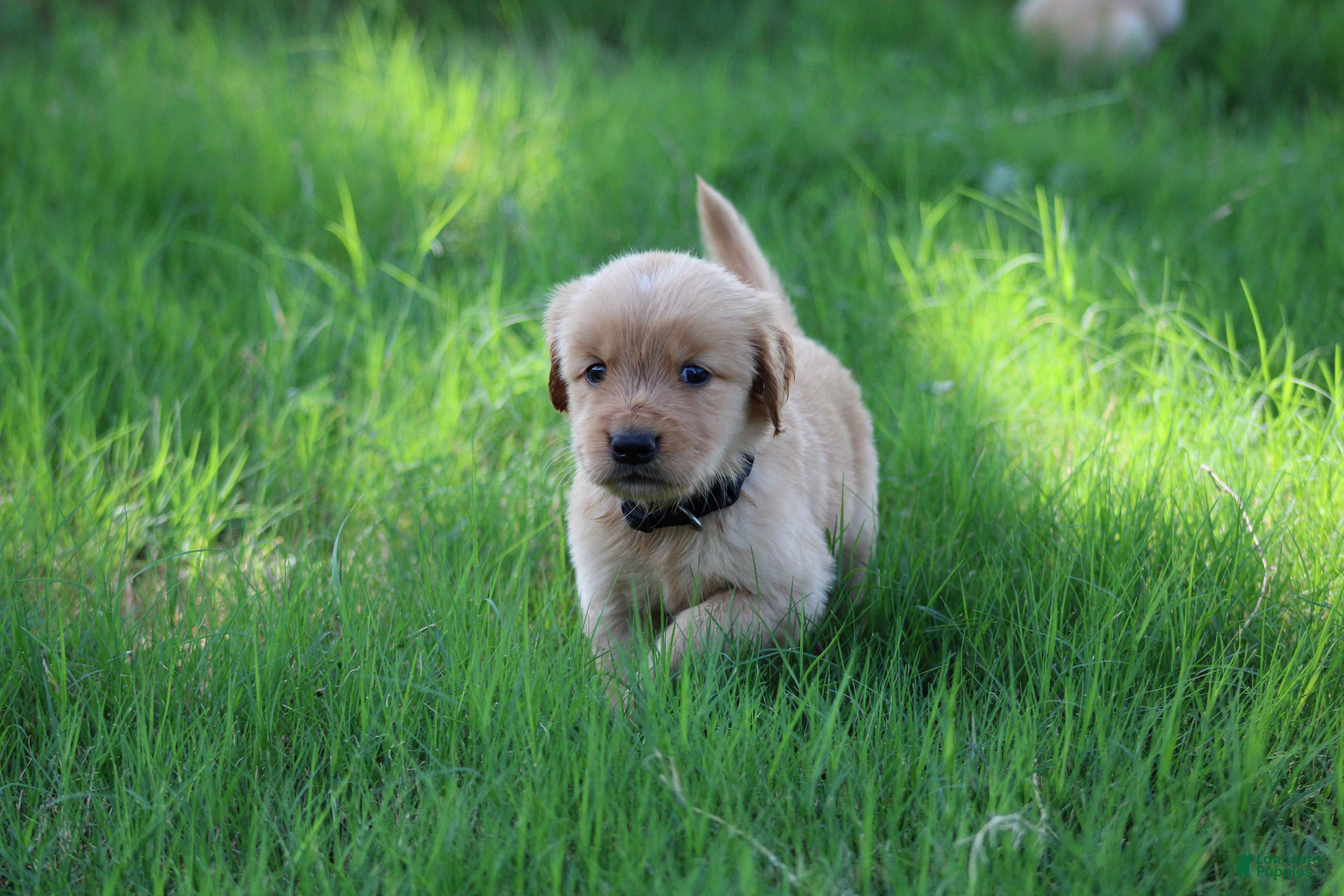 Golden Retriever dogs Milo - Ad 2