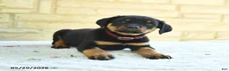 Rottweiler dogs for sale: Langford - Ad 2