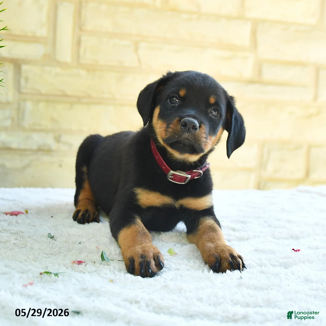 Rottweiler dogs for sale: Langford - Ad 2