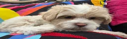 Mixed Breed dogs for sale: Seven - Ad 4