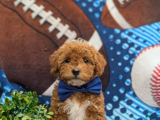 Lhasapoo dogs - Ad 1