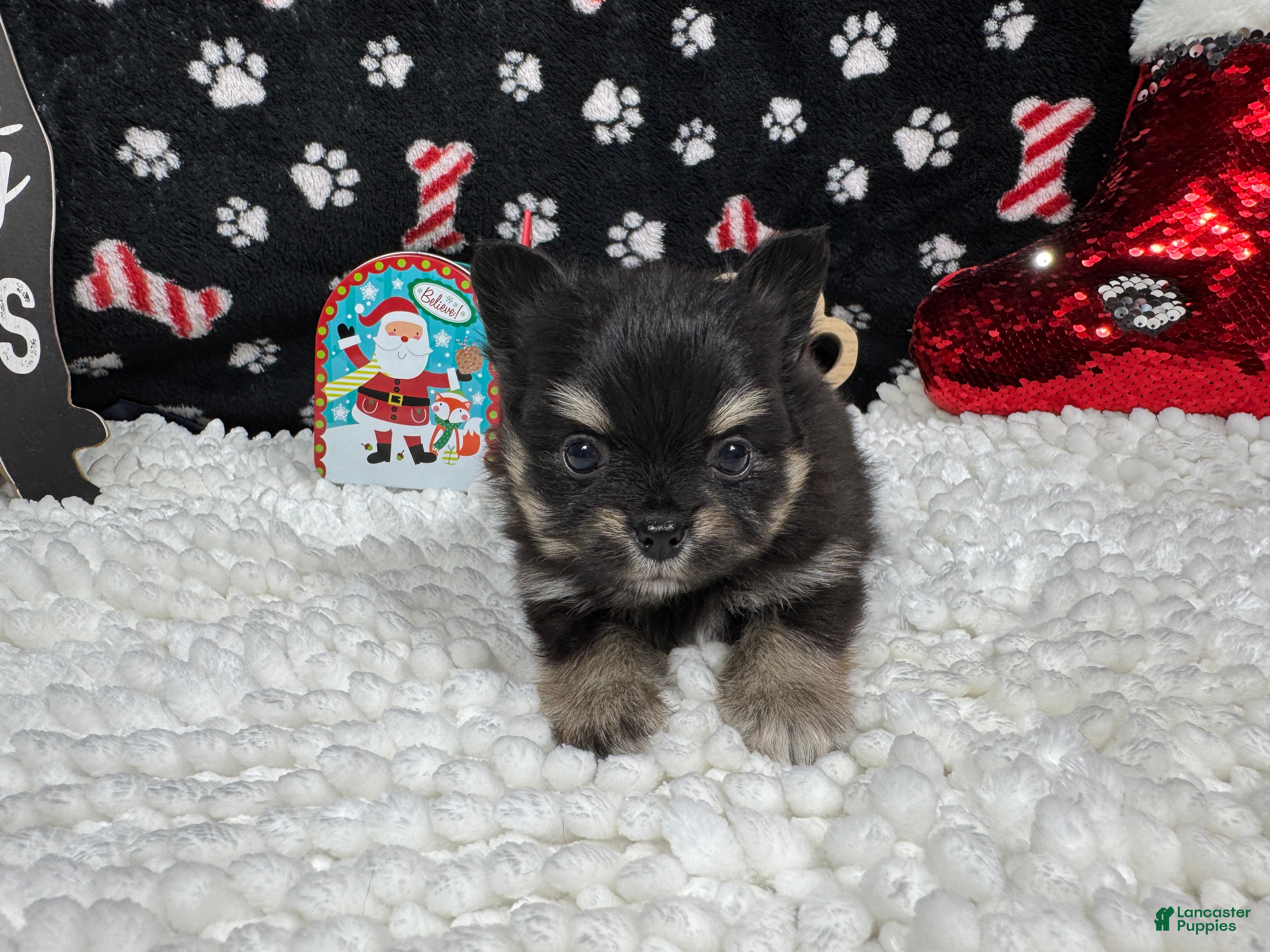 Pomeranian dogs Pomeranian Puppy 1 - Ad 19