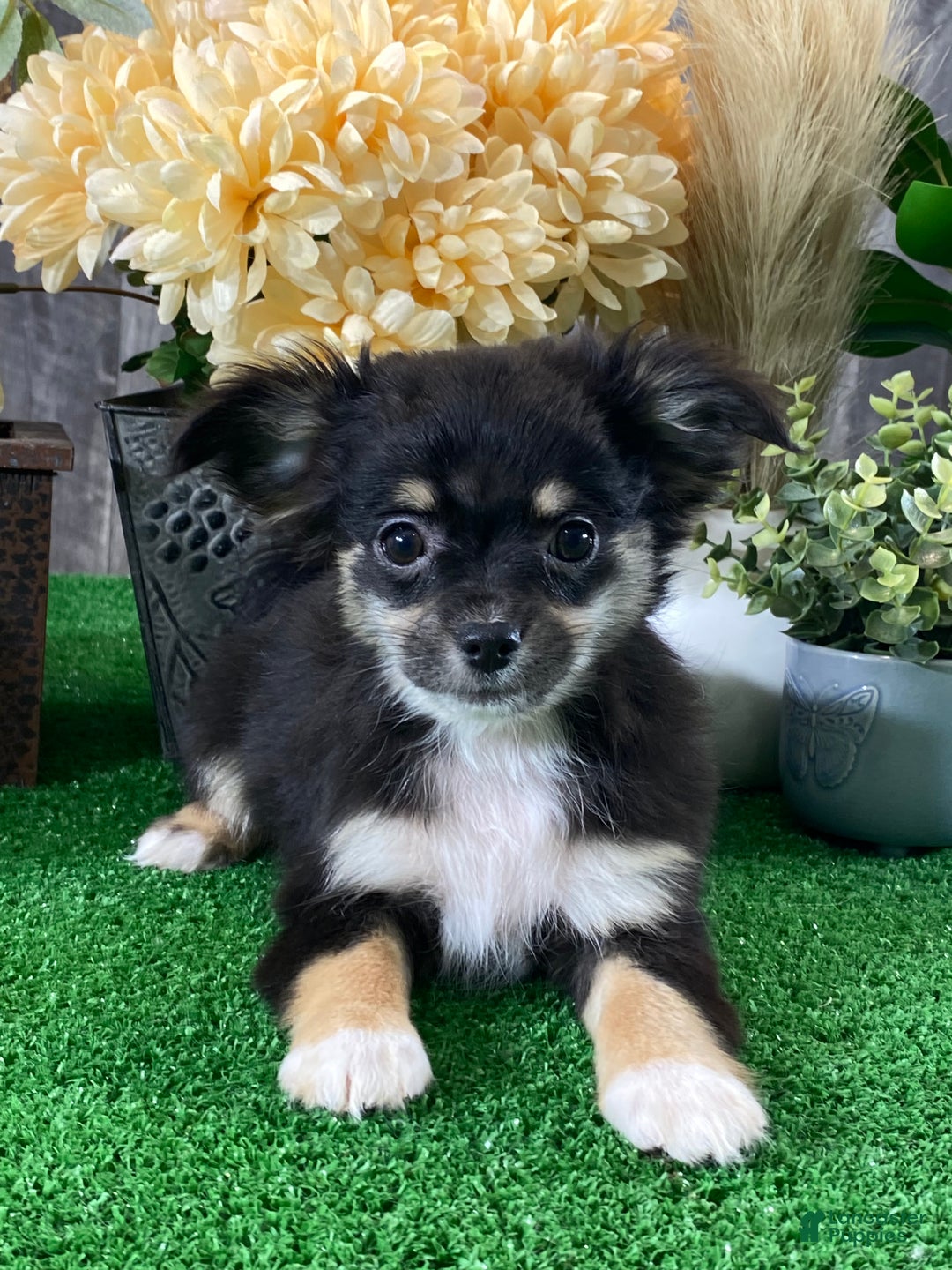 Chihuahua dogs for sale: Felicity  - Ad 1