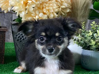 Chihuahua dogs Felicity - Ad 14