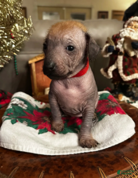 Xoloitzcuintle dogs Dot - Ad 3