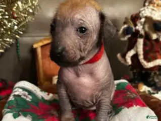 Xoloitzcuintle dogs Dot - Ad 1