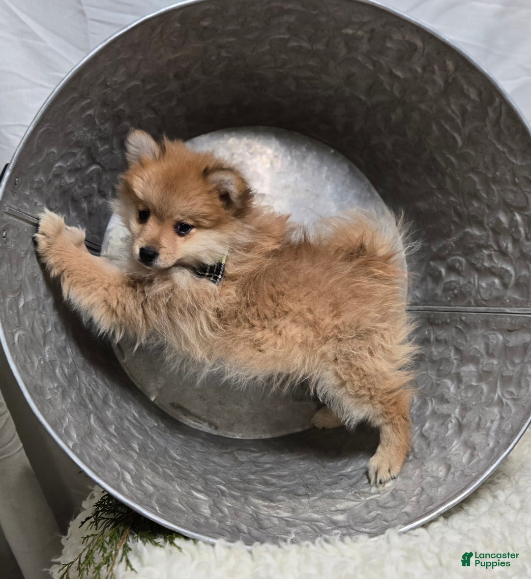Pomeranian dogs for sale: Ticker - Ad 3