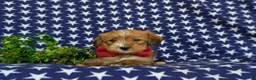 Shorkie dogs for sale: Luke Hypoallergenic - Ad 5