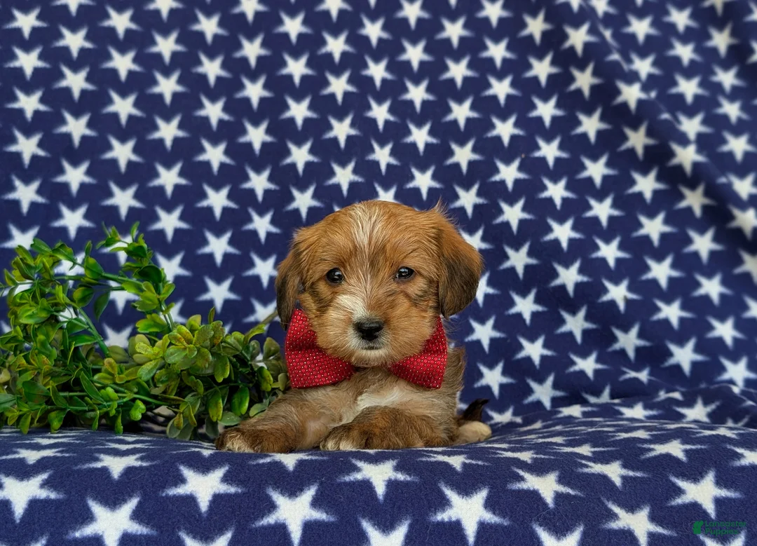Shorkie dogs for sale: Luke Hypoallergenic - Ad 5