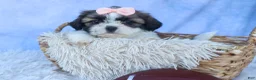 Shih Tzu dogs for sale: SALLY - Ad 13