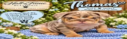 English Bulldog dogs for sale: THOMAS - Ad 1