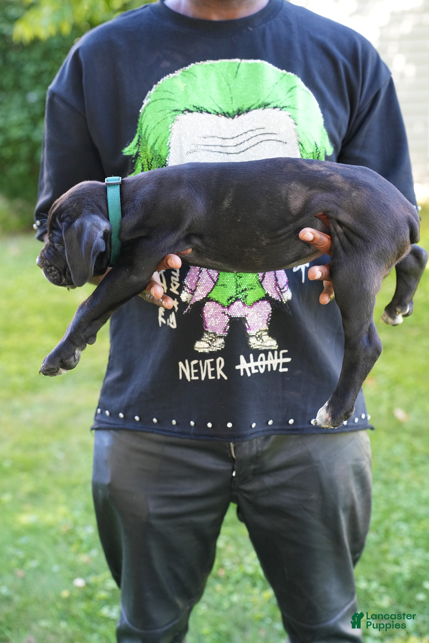 Cane Corso dogs Hulk - Ad 2