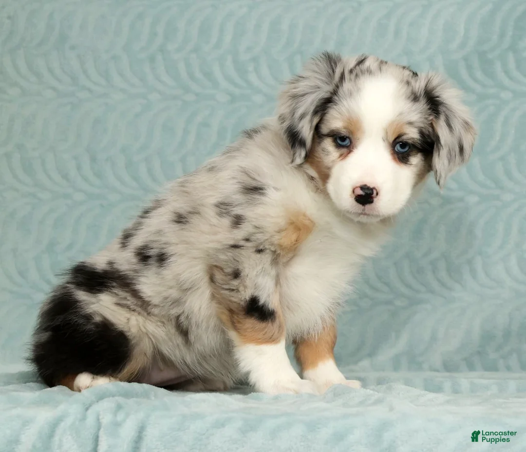 Australian Shepherd dogs for sale: Zoey - Ad 3