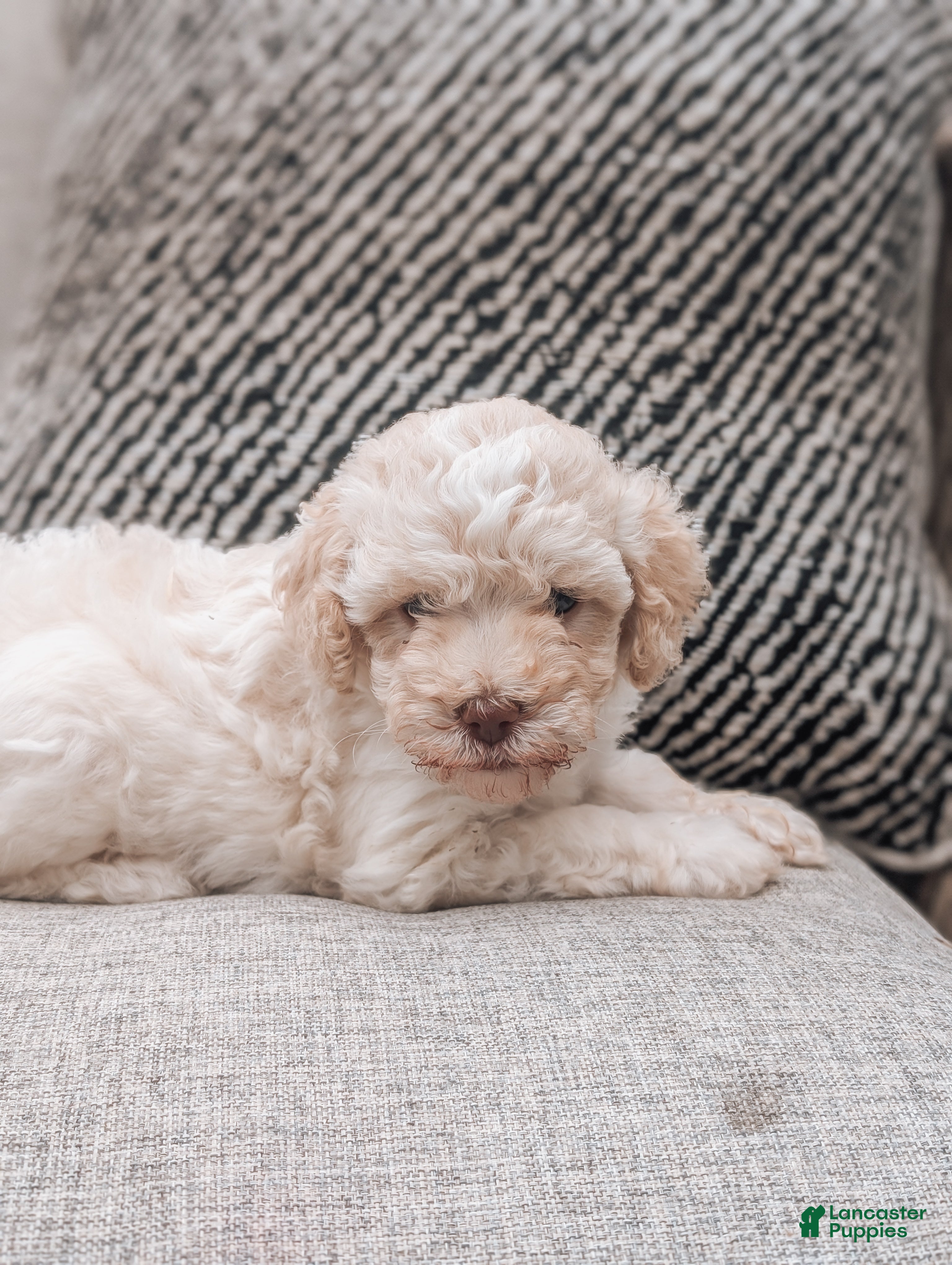 Havanese dogs Trixie - Ad 2