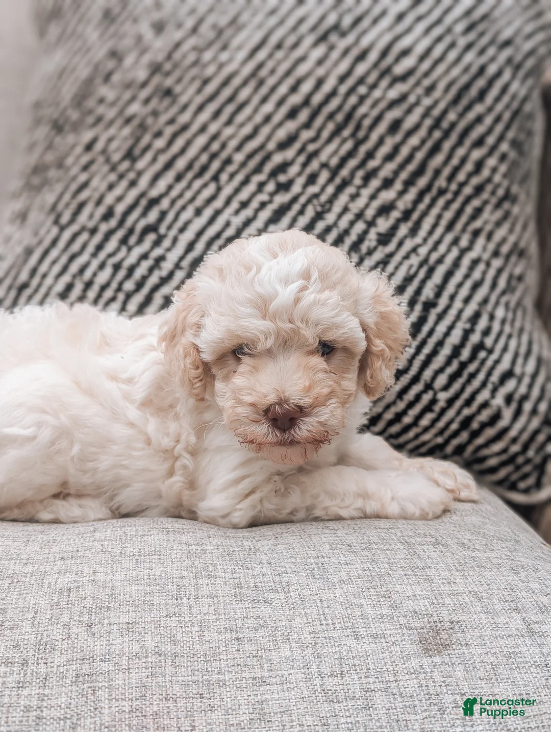 Havanese dogs for sale: Trixie - Ad 2