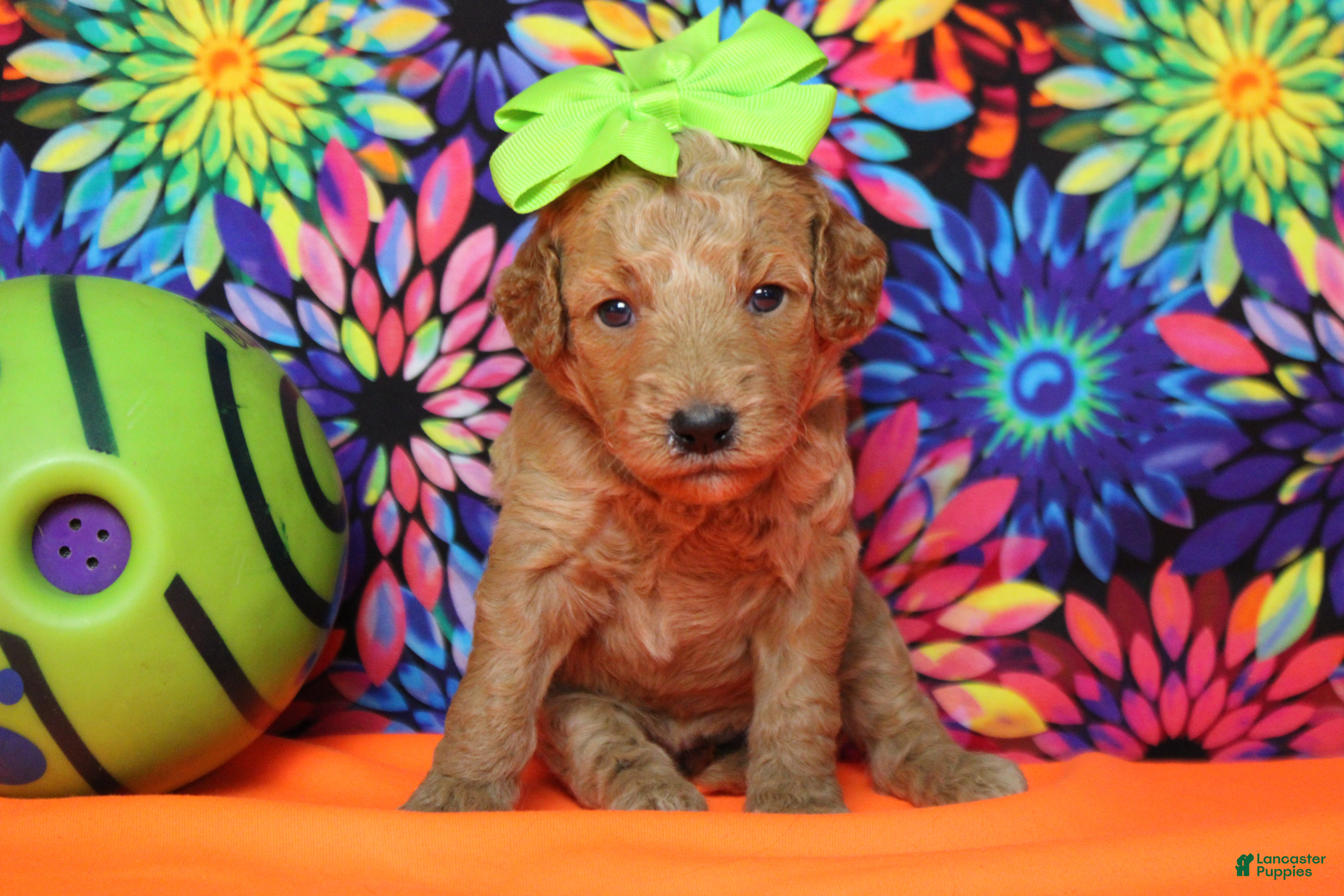 Goldendoodle dogs Gnocchi  - Ad 18