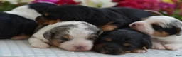 Aussiedoodle dogs for sale: Cupcake  - Ad 17