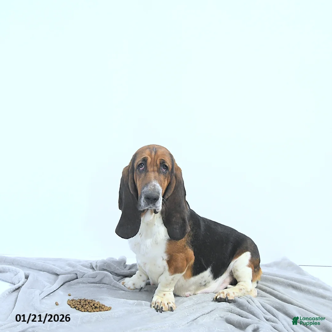 Basset Hound dogs for sale: Jacqueline - Ad 16