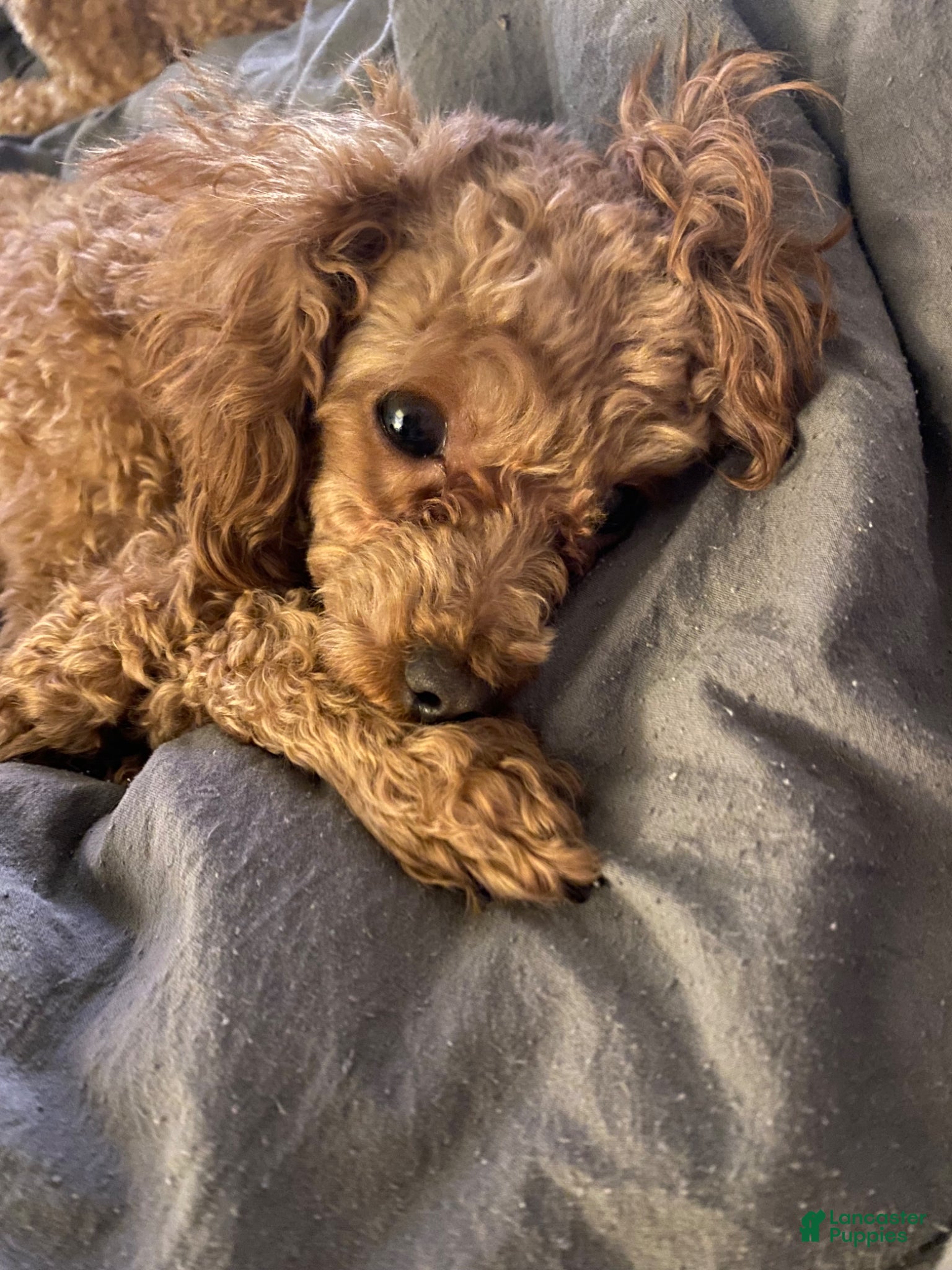 Toy Poodle dogs Loki - Ad 2